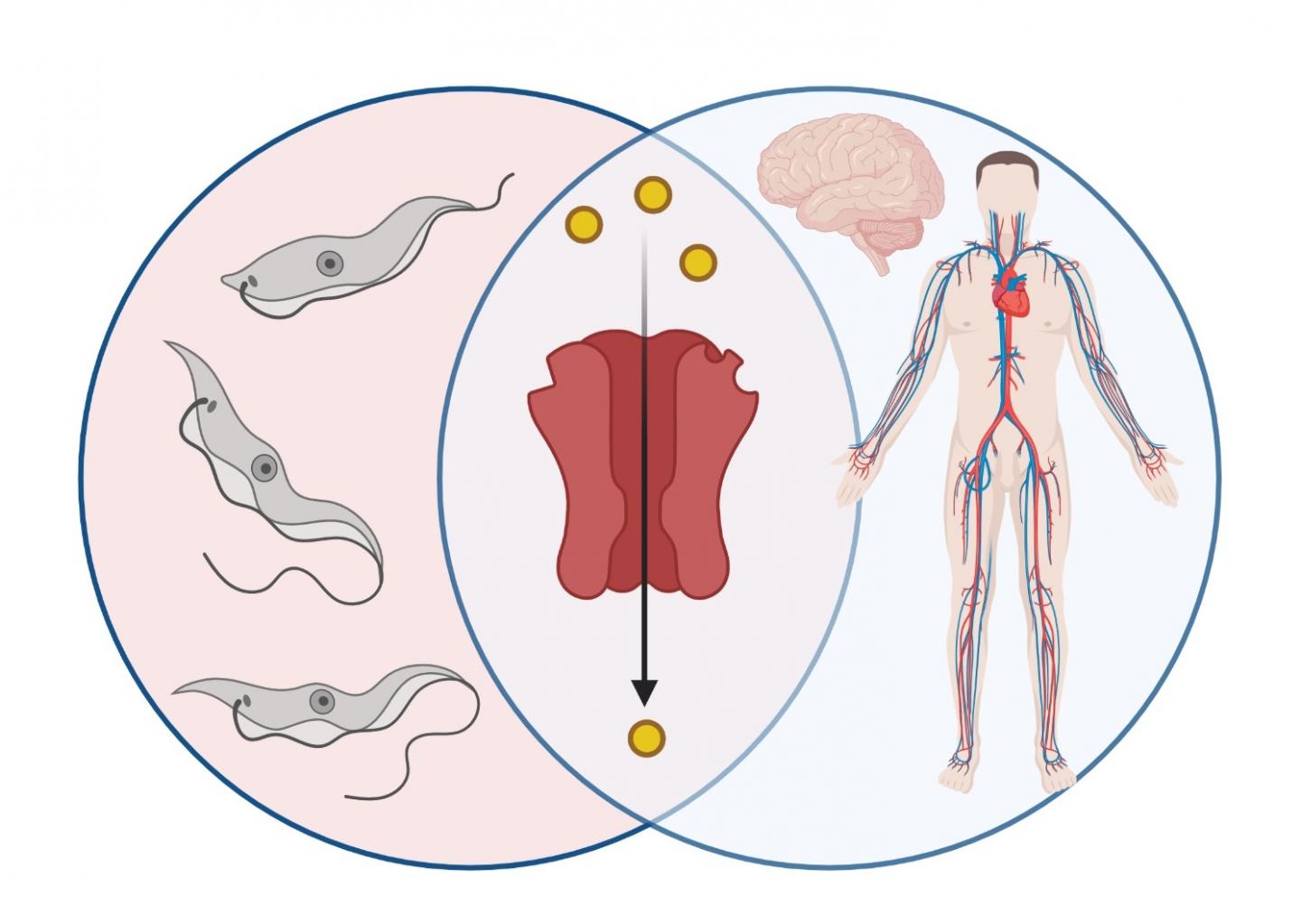 Ion Channels