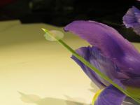 Nanocardboard on an Iris Leaf