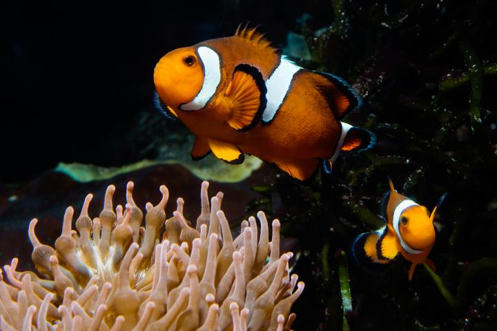 Male and Female Anemonefish