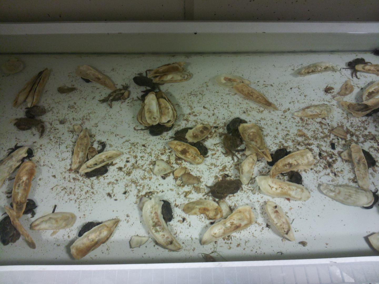 Urine Chemicals and Hiding Mud Crabs