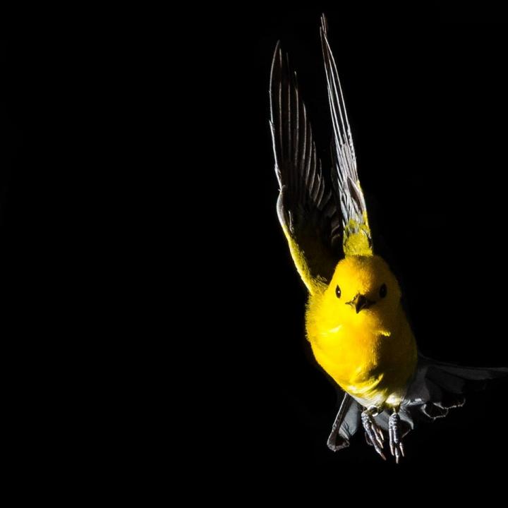 Prothonotary Warbler