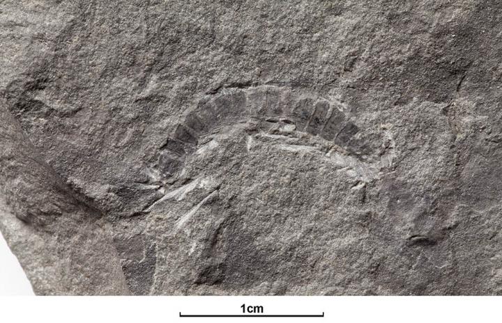 Millipede Fossil