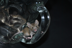 Hybrid wild mouse