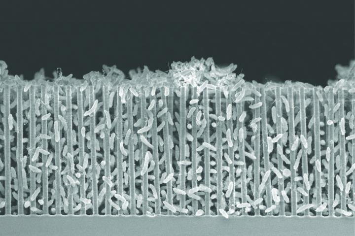 Close-Packed Bacteria in a Forest of Nanowires