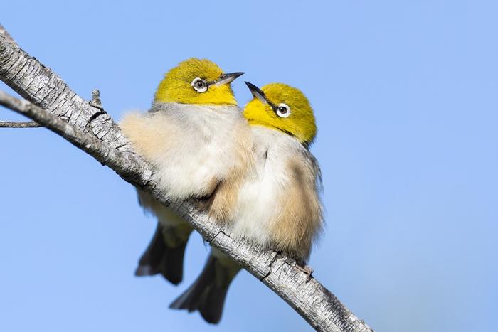 Silvereye