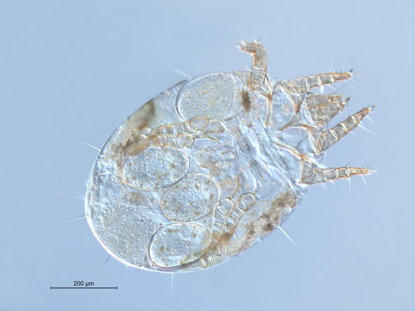 Favoring Family Boosts Bulb Mite Reproductive Fitness (1 of 4)