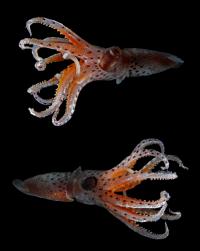 Cockeyed Squid <i>Stigmatoteuthis Dofleini</i>