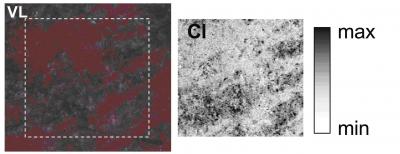 Chlorine Distribution
