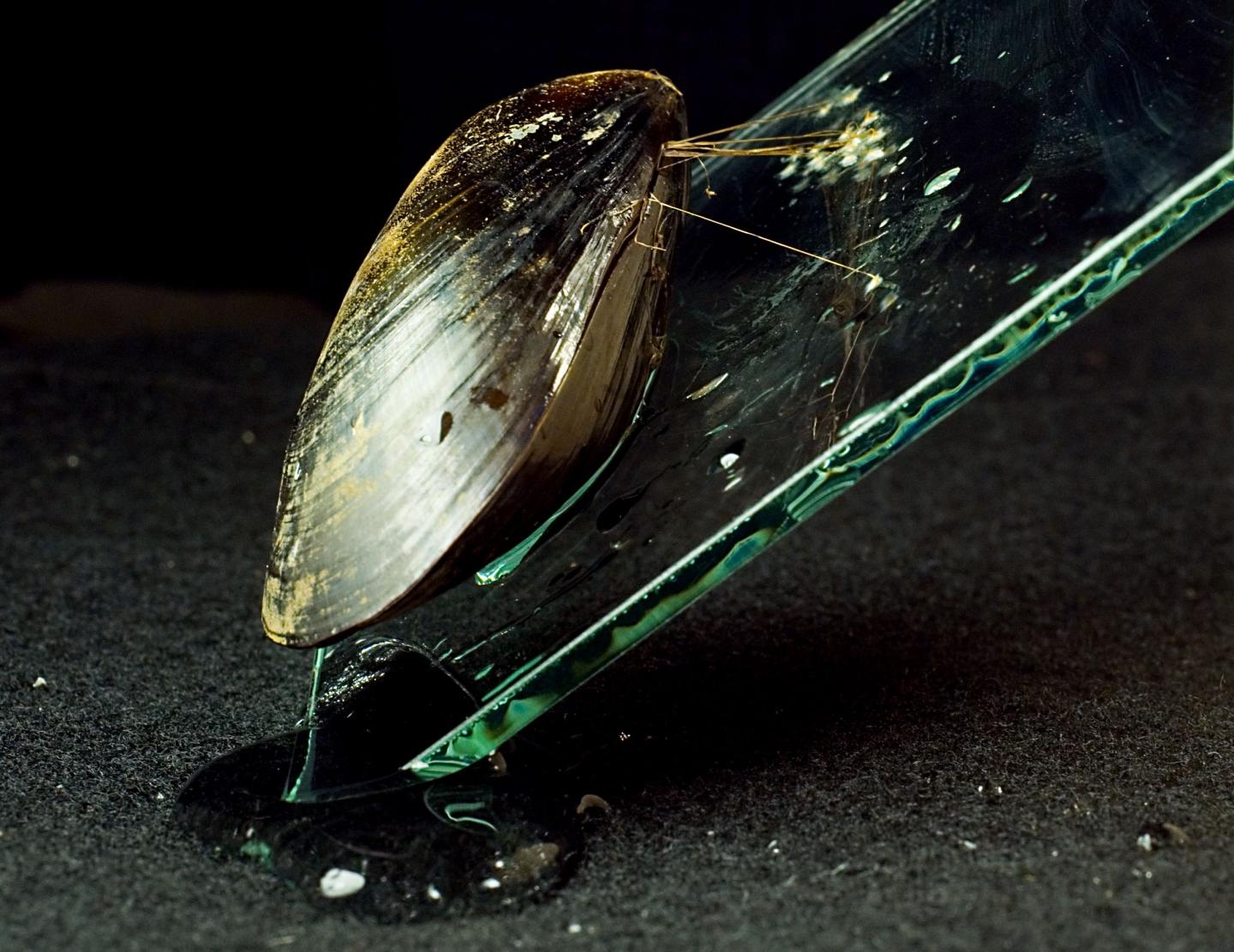 Decreased Iron Levels in Seawater Make Mussels Loosen Their Grip