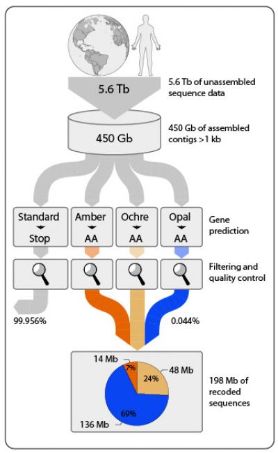 Stop Codon Reassignment Workflow