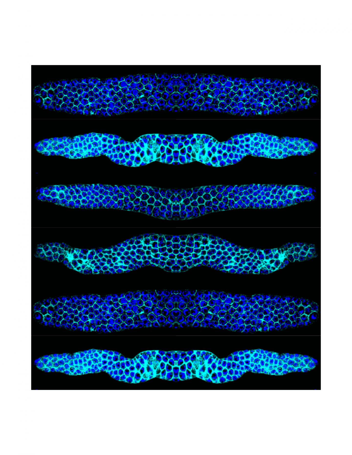Wild-Type and Mutant <i>C. elegans</i> Gonads