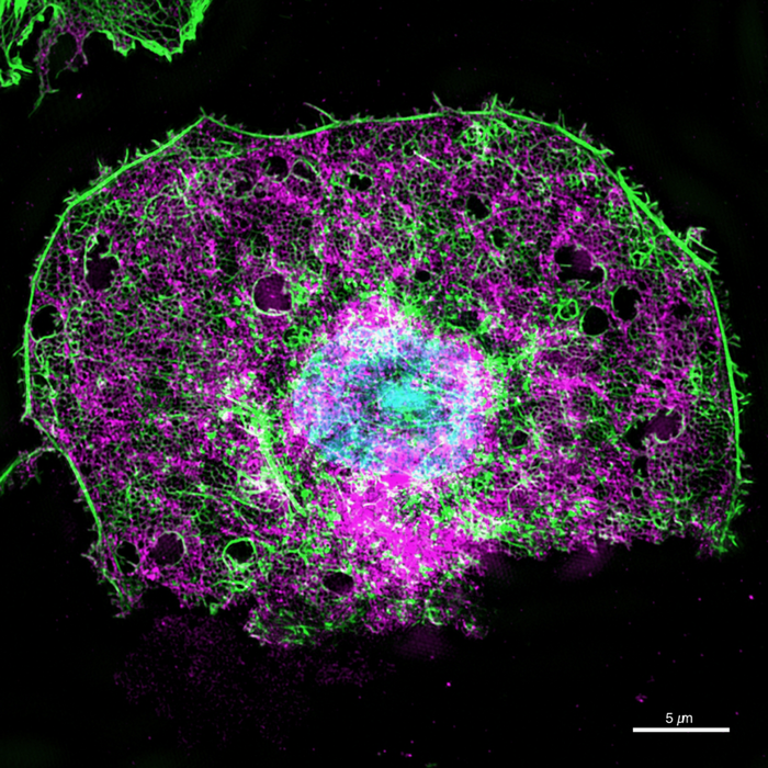 Endothelial liver cell