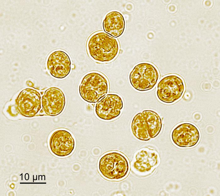 Unicellular symbiont algae of a reef coral