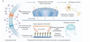 Ionic transport memristor characteristics schematic diagram: inspired by ionic nanochannels in biological cell membranes, from fluid memristors to supercapacitor memristors