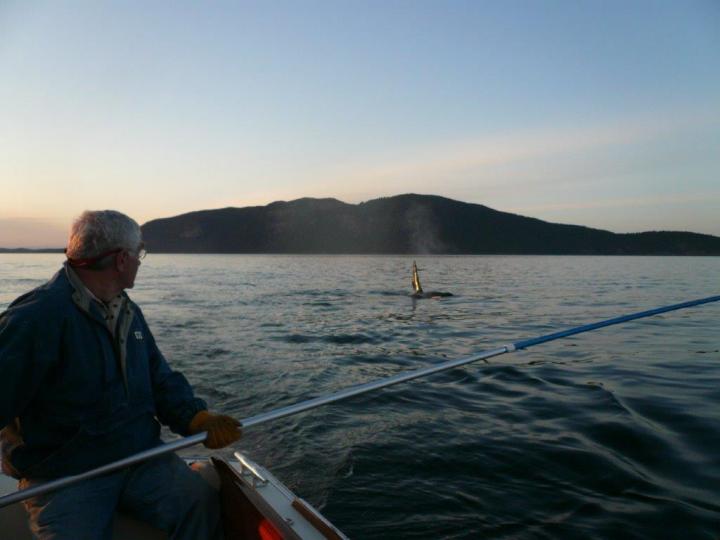 Whale Breath from Southern Resident Killer Whales