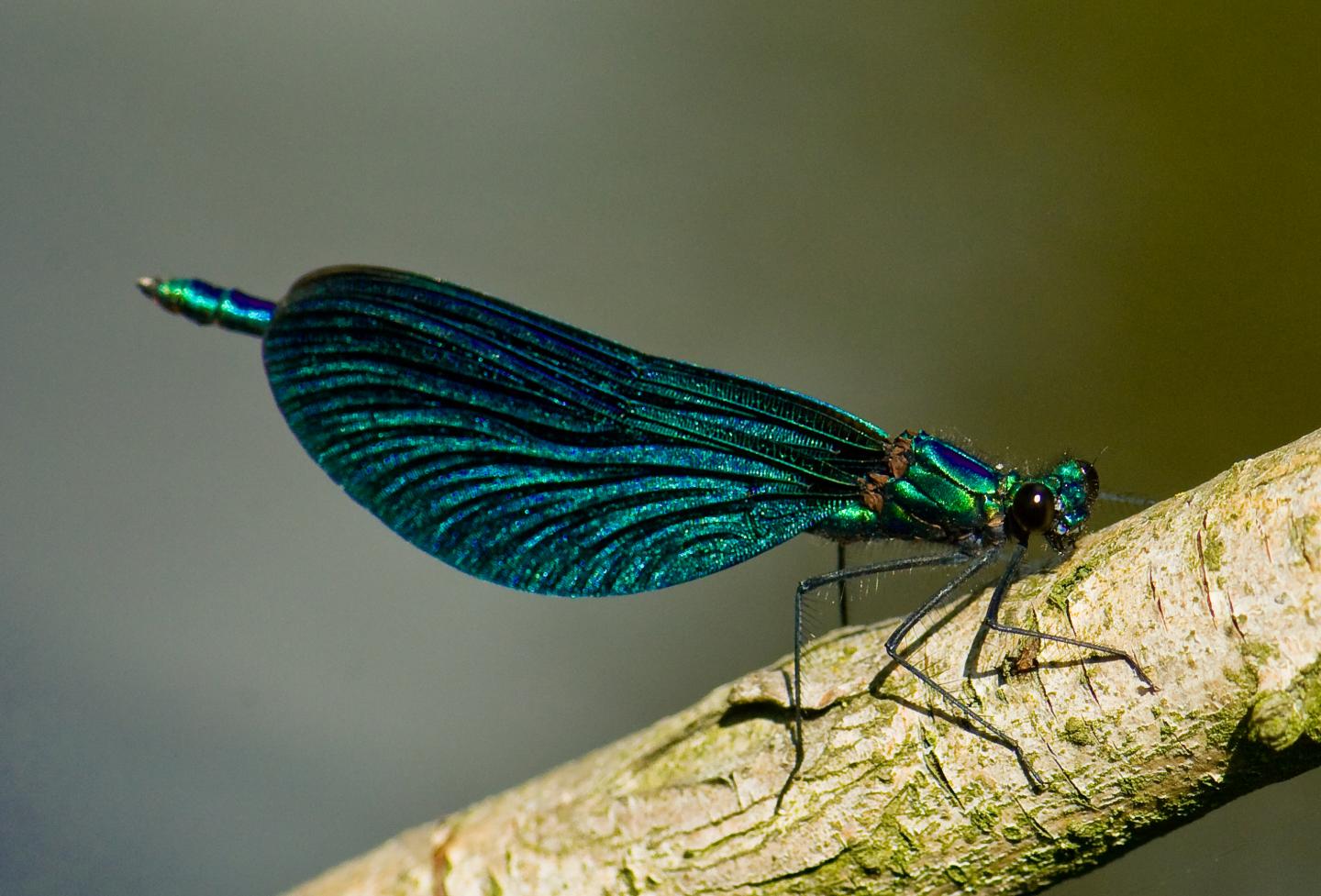 The Beautiful Demoiselle (<em>Calopteryx virgo</em>)