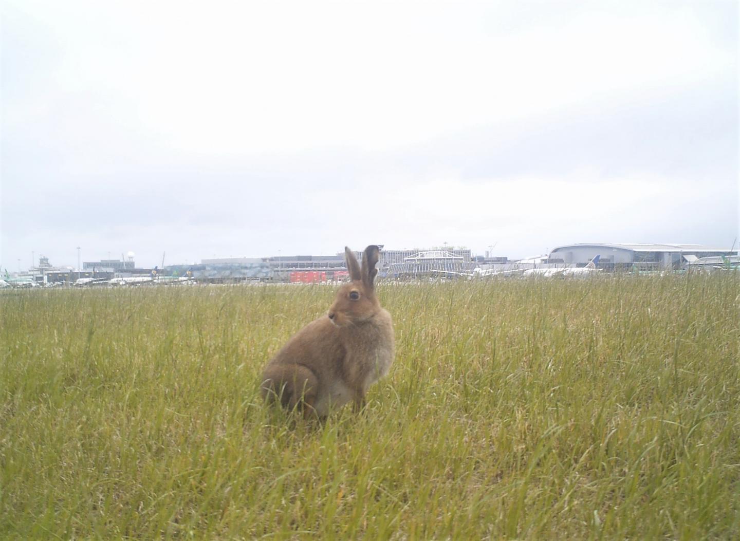 More Mammals Are Being Struck by Aircraft Each Year