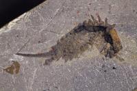 <em>Habelia optata</em> Fossil Specimen