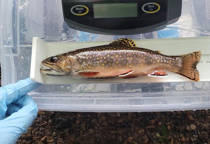 brook trout