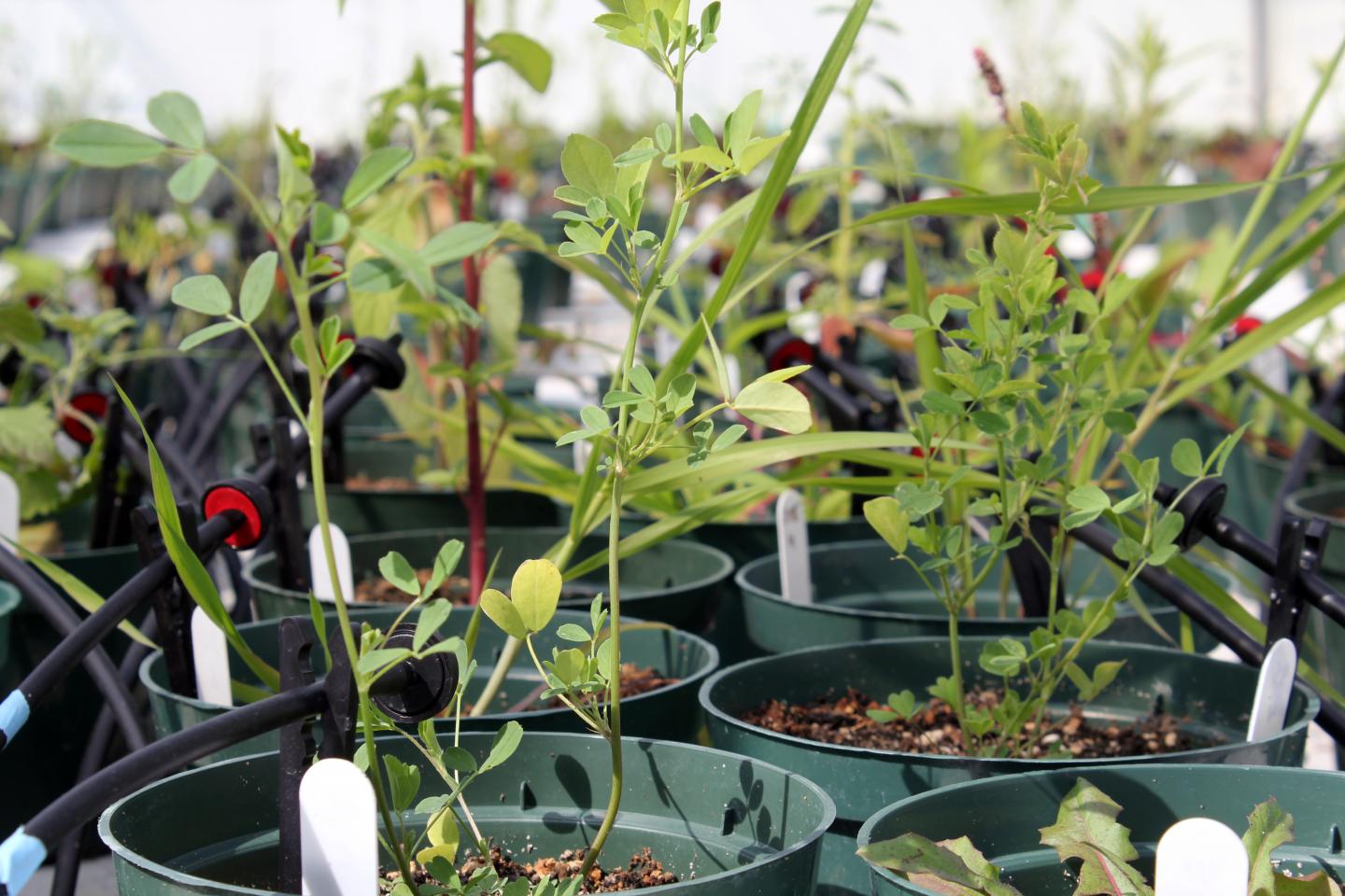 Plants Growing in Greenhouse at U of T Mississauga