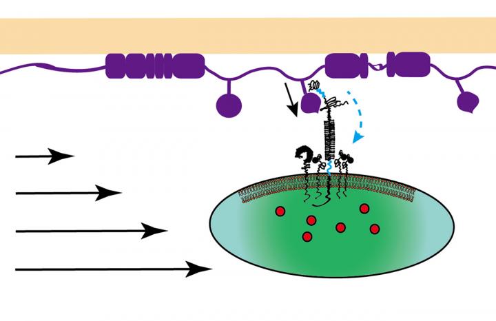 Platelet Interaction with Injured Vascular Surface