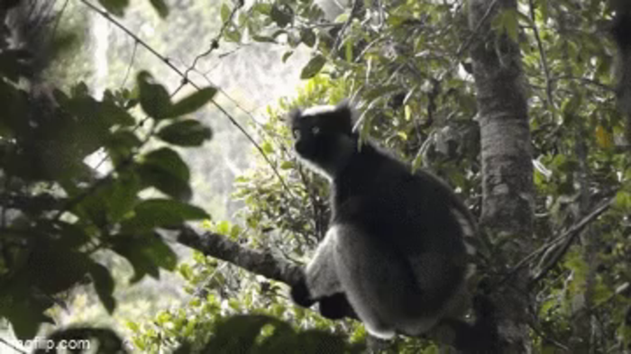 Researchers from the universities of Turin, Lyon/Saint-Étienne and the Max Planck Institute for Psycholinguistics in Nijmegen studied indris, the ‘singing primates’ from Madagascar