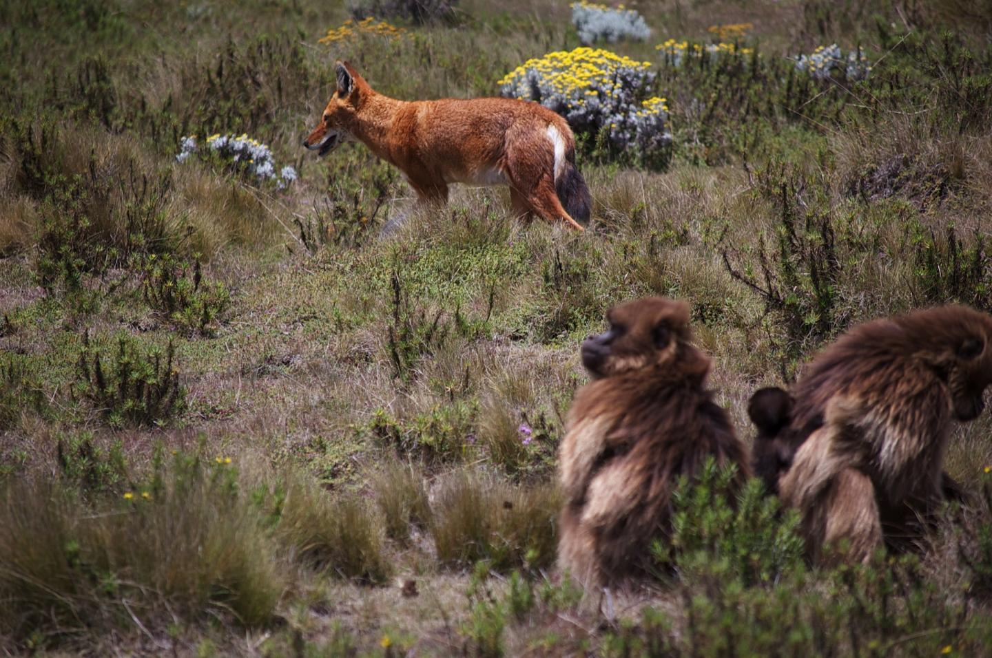 Ethiopian Wolf among Gelada Monkeys (2 of 2)