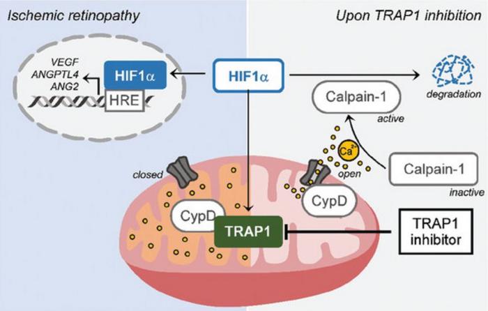 Schematic image, showing HIF1α degradation following TRAP1 inhibition