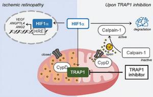 Schematic image, showing HIF1α degradation following TRAP1 inhibition