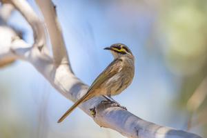 Yellow-faced honeyeater