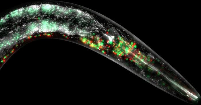 The Mitochondria of worms