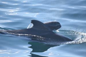 Plastic in Whales - Pilot Whale and Calf