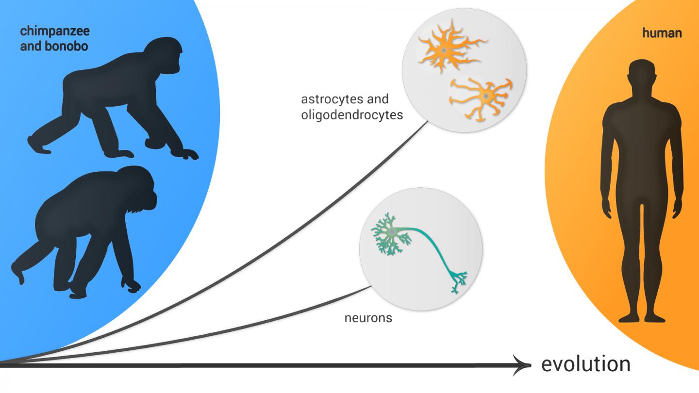 Using neuroimaging genomics to investigate the evolution of human brain  structure