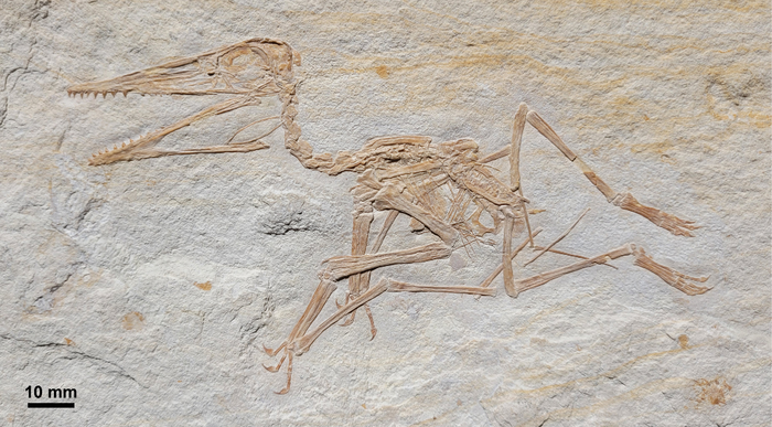 Oldest Pterodactylus fossil found in Germany | EurekAlert!