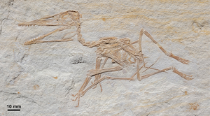 Pterodactylus antiquus