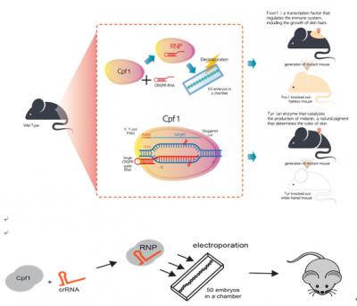 CRISPR Cpf1-Mediated Mutant Mouse