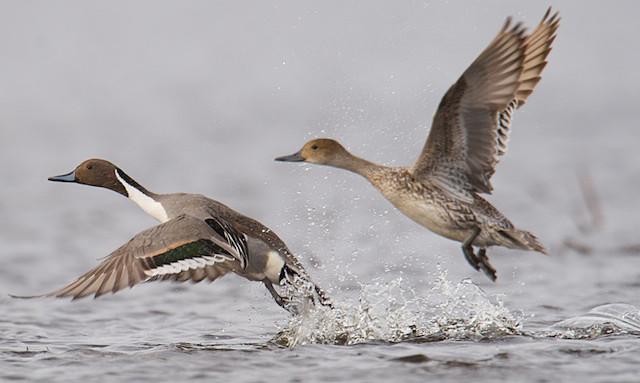 Duck Takeoff