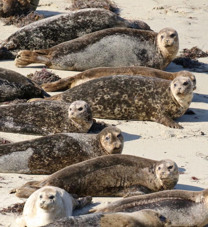 Over 10,000 Harbor Seals Estimated to Live in the Inland Waters of Washington State
