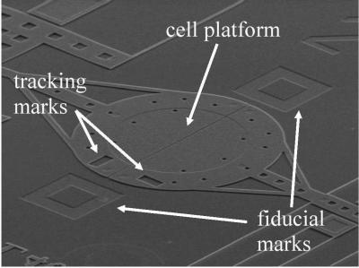NIST 'Micro-Rack' Measures Cell Mechanical Properties