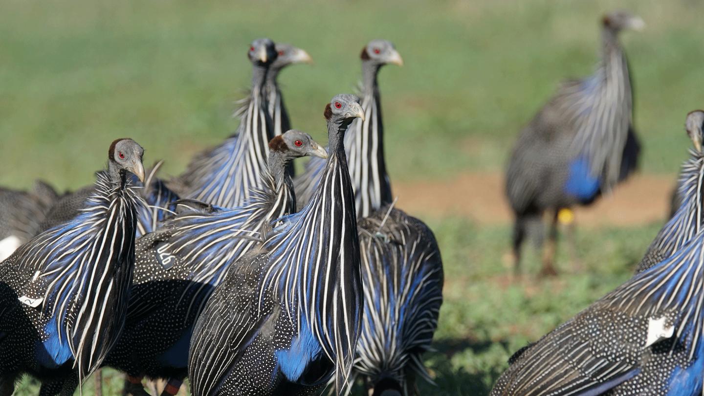 Group of Vulturine Guineafowl