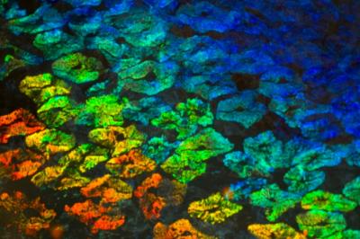 Diffusion of the Neurotransmitter