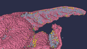 Les chercheurs du Human Brain Project développent de nouveaux f