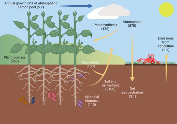 The agricultural carbon cycle