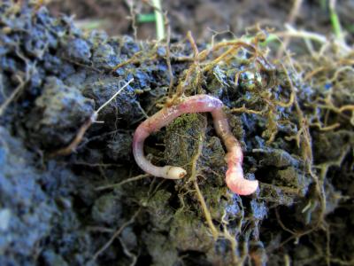 <i>P. amplisetosus</i> in Soil in the Urban Farm Dublin, Ireland (1 of 2)