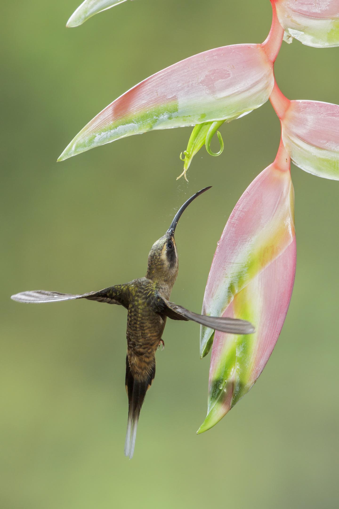 Hovering Over Flowers: Who Does It Better, Hummingbird or Nectar Bat? (2 of 12)