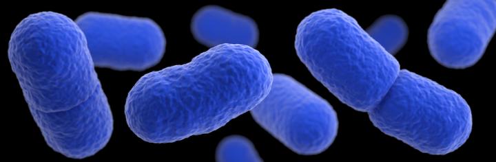 Listeria Monocytogenes Bacteria