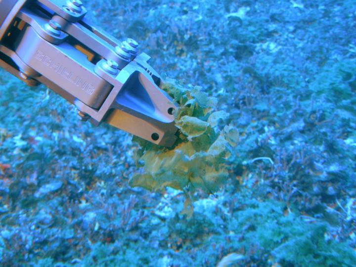 Submersible Arm Collecting Algae