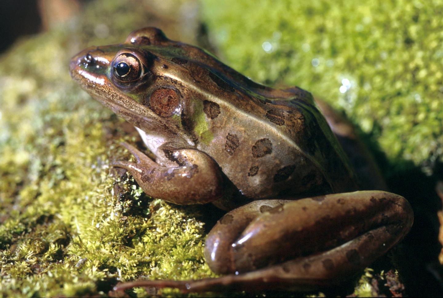 Southern Leopard Frog