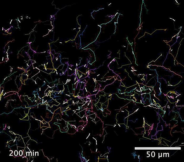 Bacteria navigating towards nutrients