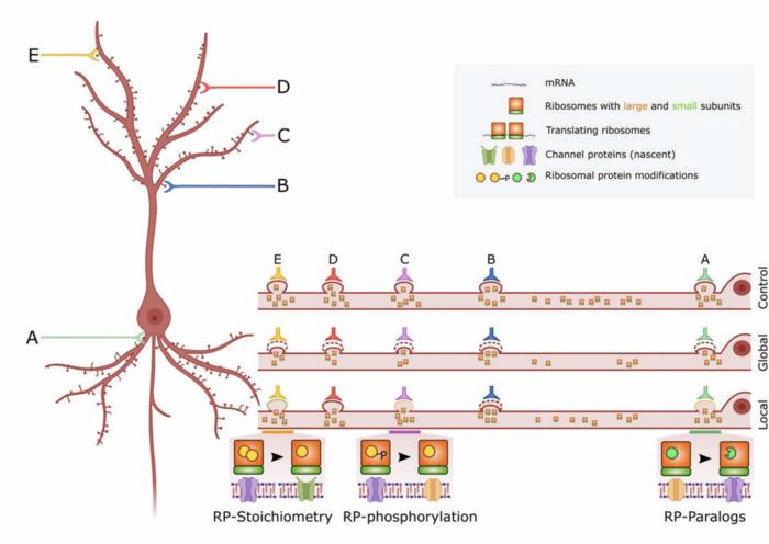 Potential mechanisms